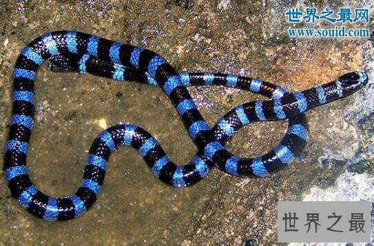 最长寿的蛇绿茸线蛇，已活1867岁(能活20万年)