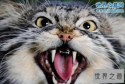 世界上最凶猛的猫科动物，兔狲(和藏獒有的一拼)
