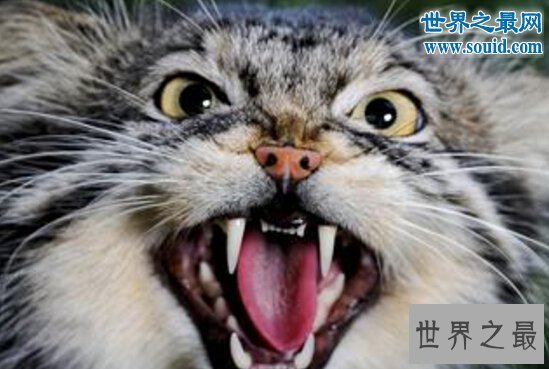 世界上最凶猛的猫科动物,兔狲(和藏獒有的一拼)