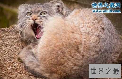 世界上最凶猛的猫科动物,兔狲(和藏獒有的一拼)