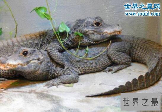 世界上体型最小的鳄鱼,非洲侏儒鳄(被人类肆意捕杀)