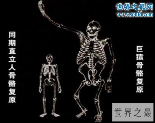 史上最大的猿,三米高巨猿(和人类同一祖先)