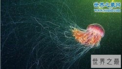 世界上最长的动物，北极霞水母最长74米(能预测风暴)