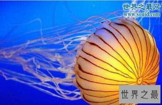 世界上最长的动物，北极霞水母最长74米(能预测风暴)