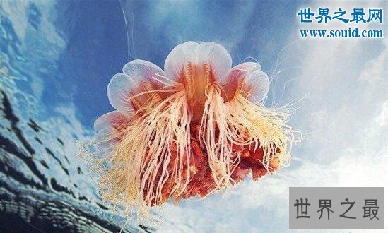 世界上最长的动物，北极霞水母最长74米(能预测风暴)