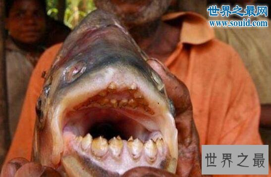 世界上最奇葩的鱼类，人齿鱼专攻男人睾丸
