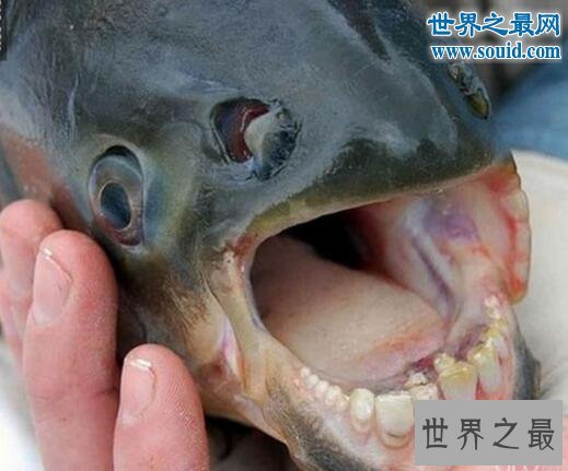 世界上最奇葩的鱼类，人齿鱼专攻男人睾丸