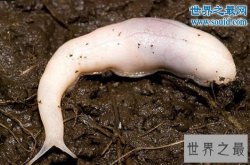 世界上最恐怖的虫类，幽灵蛞蝓(没有眼睛的幽灵)