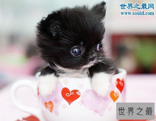 最小的狗类茶杯泰迪犬，比手掌还要小(超难养)