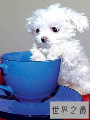 最小的狗类茶杯泰迪犬，比手掌还要小(超难养)