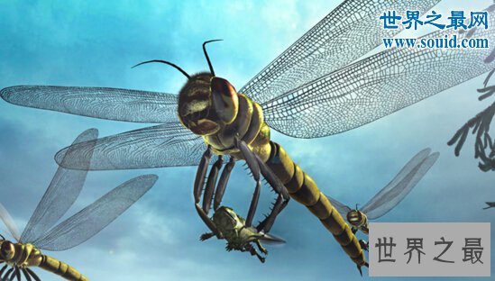 史前最大的飞行昆虫，巨脉蜻蜓(空中霸主)