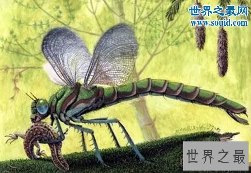 史前最大的飞行昆虫，巨脉蜻蜓(空中霸主)