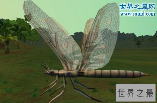 史前最大的飞行昆虫，巨脉蜻蜓(空中霸主)