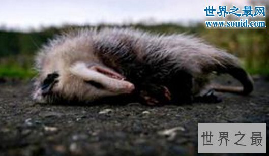 世界上最会装死的动物，负鼠(追捕者心生恐惧)