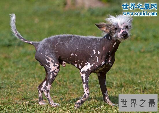 中国最丑的狗，中国冠毛犬(身体没有毛的裸奔犬)