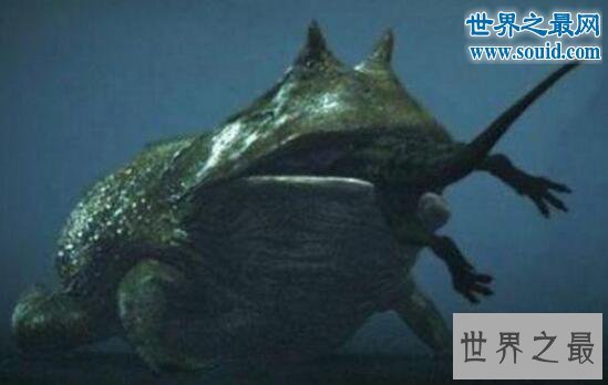 世界上最毒的青蛙，钴蓝箭毒蛙(毒死15000人)