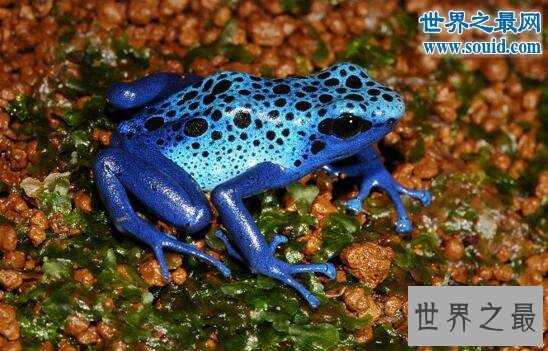世界上最毒的青蛙，钴蓝箭毒蛙(毒死15000人)