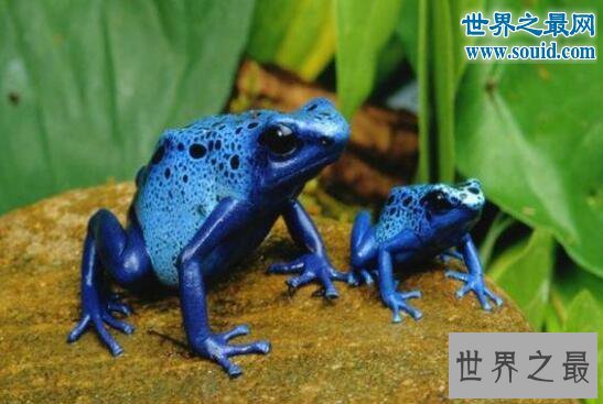 世界上最毒的青蛙，钴蓝箭毒蛙(毒死15000人)