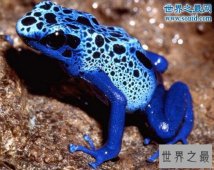 世界上最毒的青蛙，钴蓝箭毒蛙(毒死15000人)