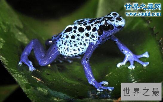 世界上最毒的青蛙，钴蓝箭毒蛙(毒死15000人)