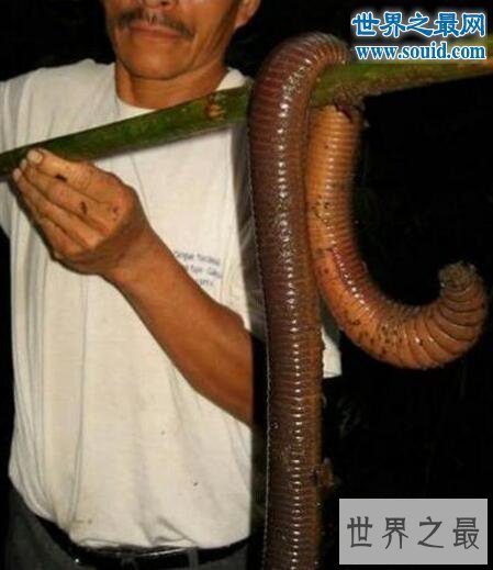 史上最长巨型蚯蚓，是普通蚯蚓的20倍(2米长)