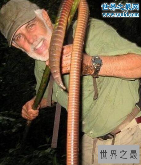史上最长巨型蚯蚓，是普通蚯蚓的20倍(2米长)