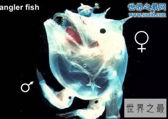 世界上最丑的鱼，鮟鱇鱼(怪异的雌雄交配)