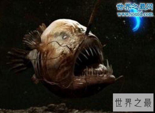 世界上最丑的鱼，鮟鱇鱼(怪异的雌雄交配)
