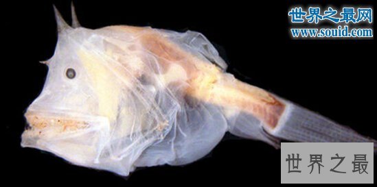 世界上最丑的鱼，鮟鱇鱼(怪异的雌雄交配)