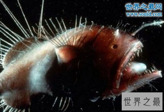 世界上最丑的鱼，鮟鱇鱼(怪异的雌雄交配)