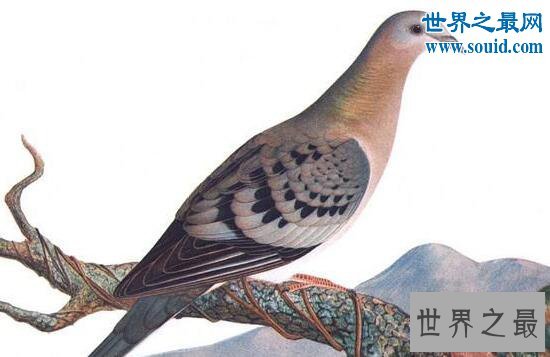 十大最珍稀已灭绝的动物，50亿只旅鸽被人吃到灭绝