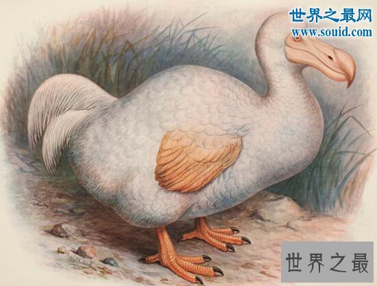 十大最珍稀已灭绝的动物，50亿只旅鸽被人吃到灭绝