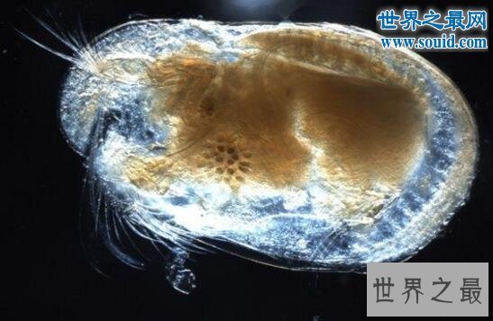 世界上最恶心的生物，蛀船虫(长着数千根刺毛)