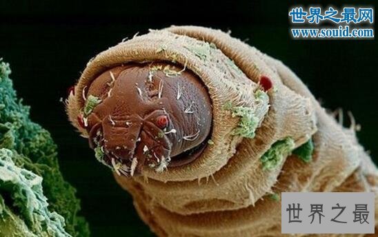 世界上最恶心的生物，蛀船虫(长着数千根刺毛)