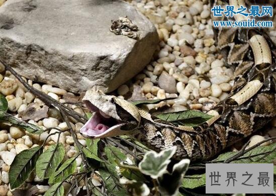 毒牙最长的蛇,加蓬蝰蛇(眼镜王蛇pk加蓬蝰蛇谁厉害)