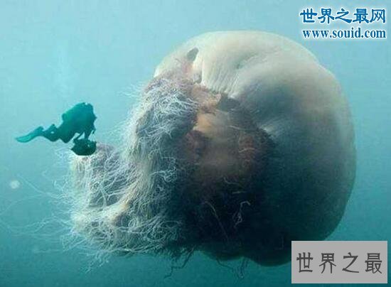 世界上最罕见的动物，真实存在的六角恐龙(萌翻了)