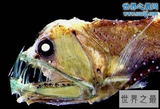 世界上最奇怪的动物,各种你没见过的奇特动物