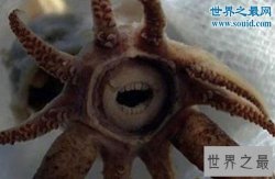 世界上最罕见的动物，真实存在的六角恐龙(萌翻了)