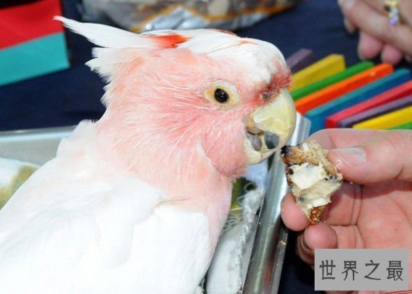 世界上寿命最长的鹦鹉，83岁高龄依然健康