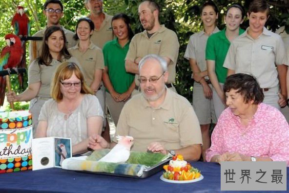 世界上寿命最长的鹦鹉，83岁高龄依然健康