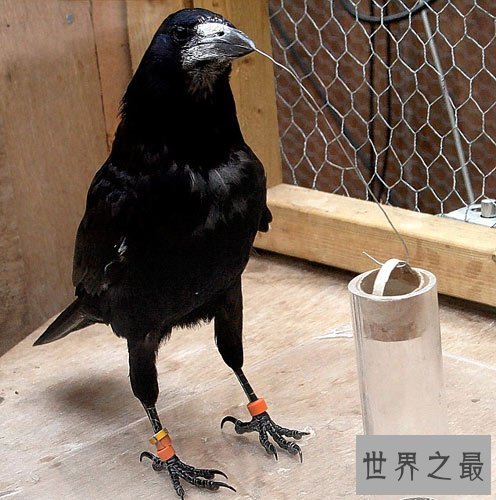 世界上最聪明的鸟，鹦鹉居然会偷人类车钥匙