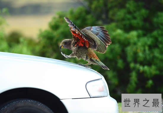 世界上最聪明的鸟，鹦鹉居然会偷人类车钥匙