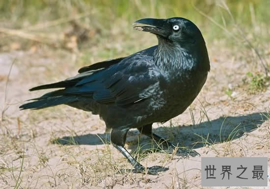 世界上最聪明的鸟，鹦鹉居然会偷人类车钥匙