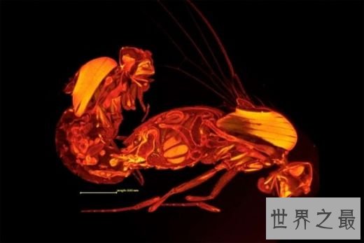 世界上最长的精子，果蝇精子长6厘米(人类1000倍)