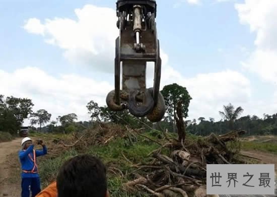 世界上最重的蛇，巴西炸出重1吨长10米巨蟒(视频)