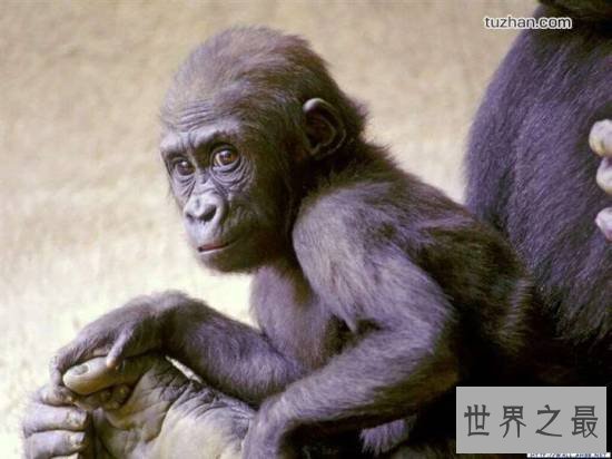 世界上最聪明的动物，蚂蚁智商秒杀黑猩猩和海豚