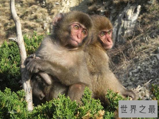 世界上最聪明的动物，蚂蚁智商秒杀黑猩猩和海豚