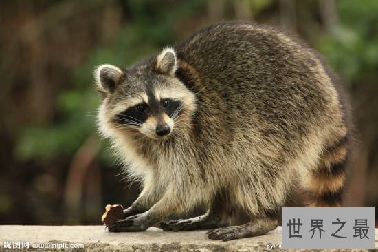 世界上最聪明的动物，蚂蚁智商秒杀黑猩猩和海豚