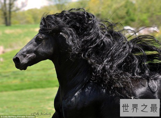 世界上最帅的马，一头飘逸的黑发(配种一次3.5万)