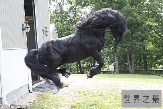 世界上最帅的马，一头飘逸的黑发(配种一次3.5万)